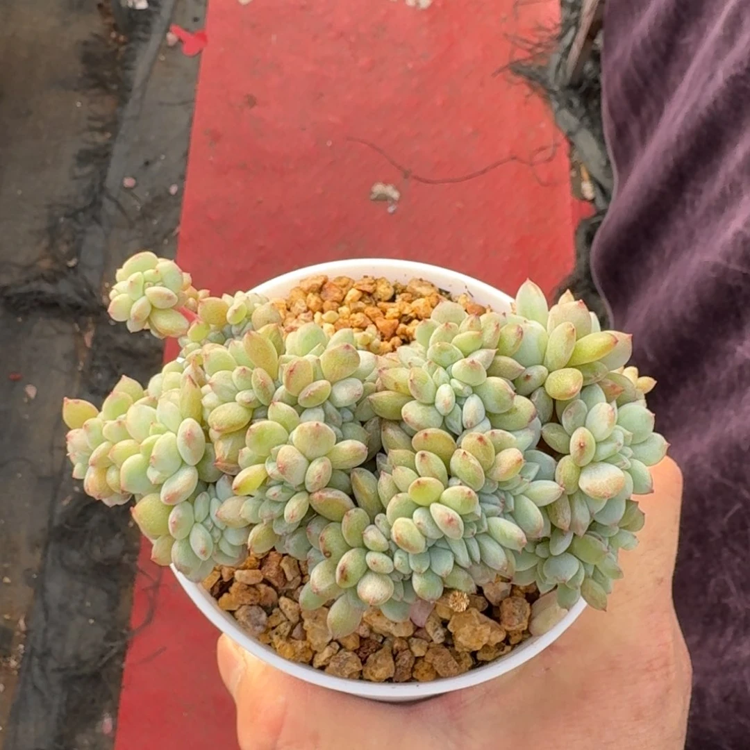 11厘米的尺寸一物一拍的