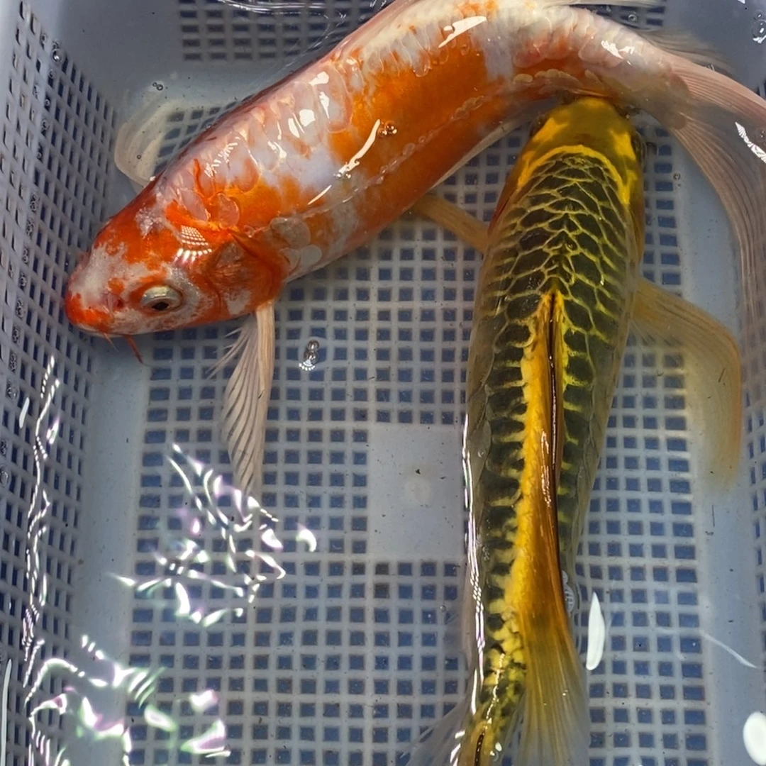 锦鲤冷水锦鲤包邮