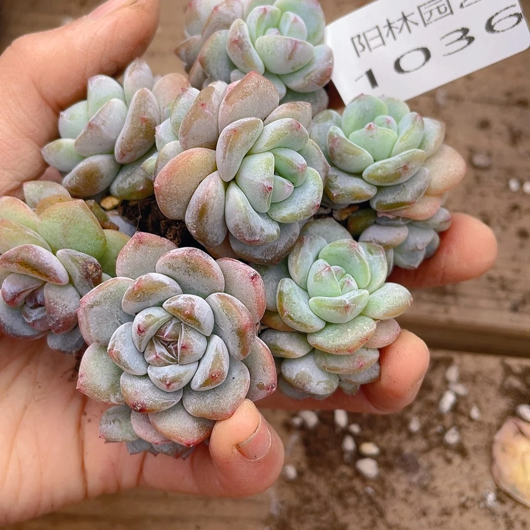 多肉植物多肉植物1036