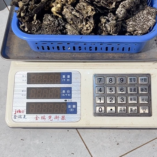 干巴菌超好吃中国大陆