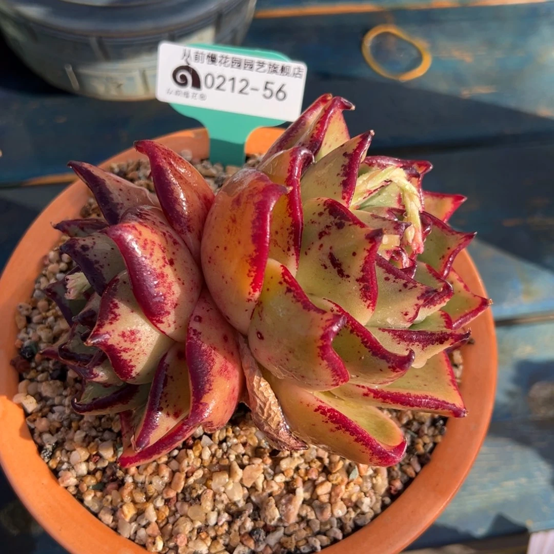 从前慢多肉精选编号0212.56