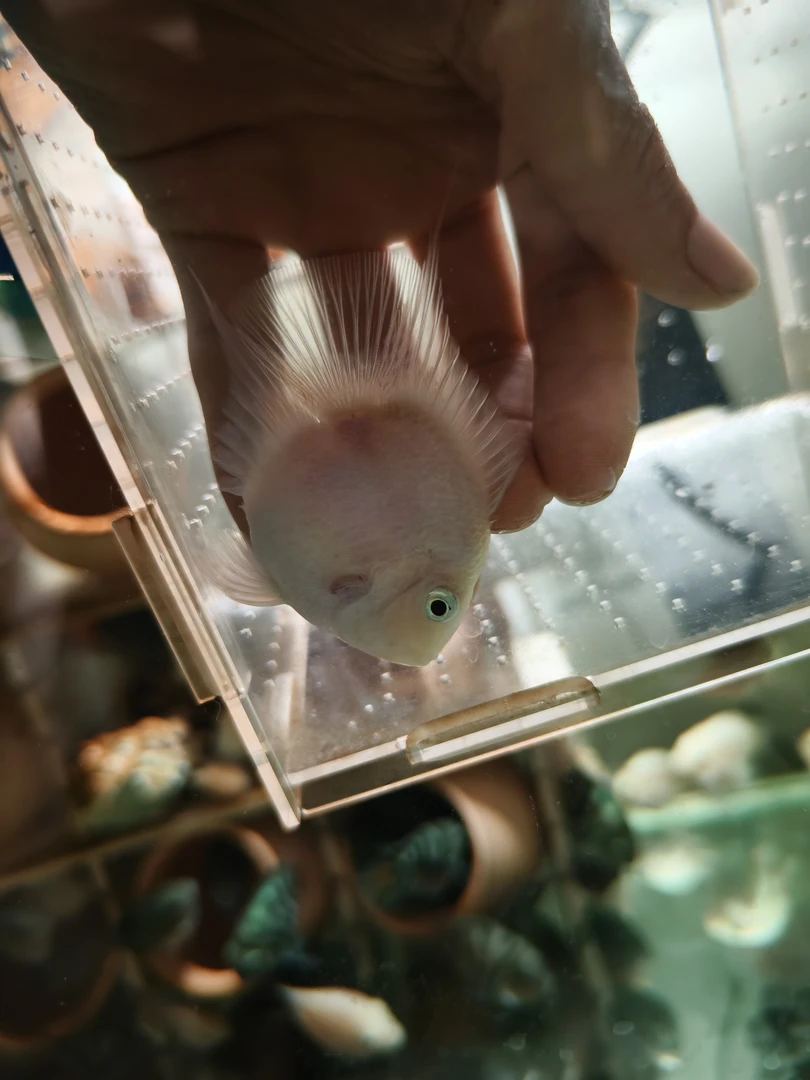 小型热带桃心迷你鹦鹉鱼（拍完整开箱视频）