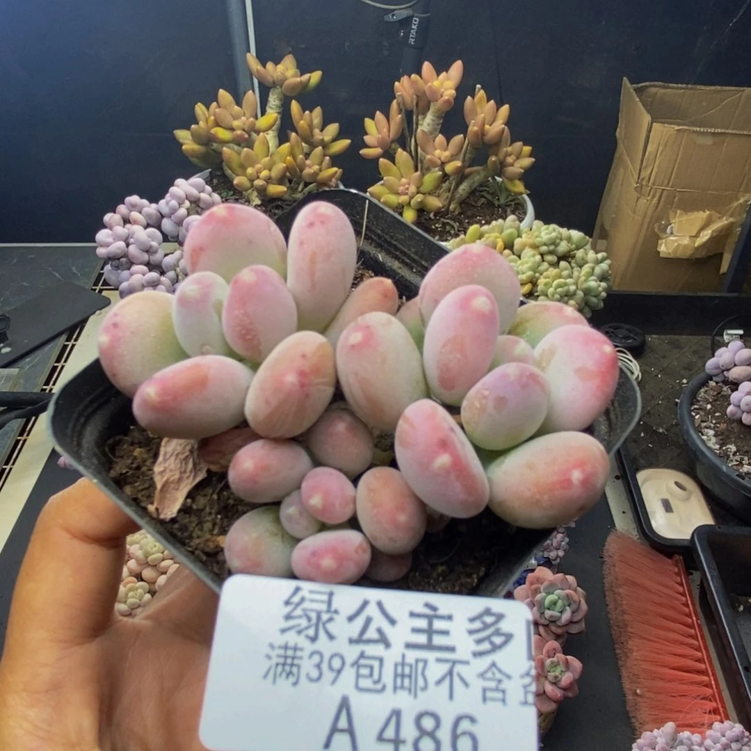 486稻田姬多肉6c m