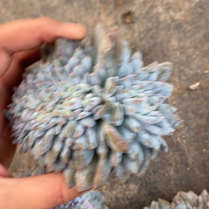 初诺园艺，粗腿，左右有头