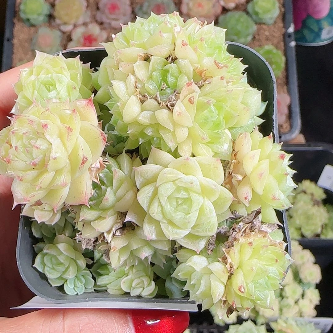 1026-314麦秆优选不包整