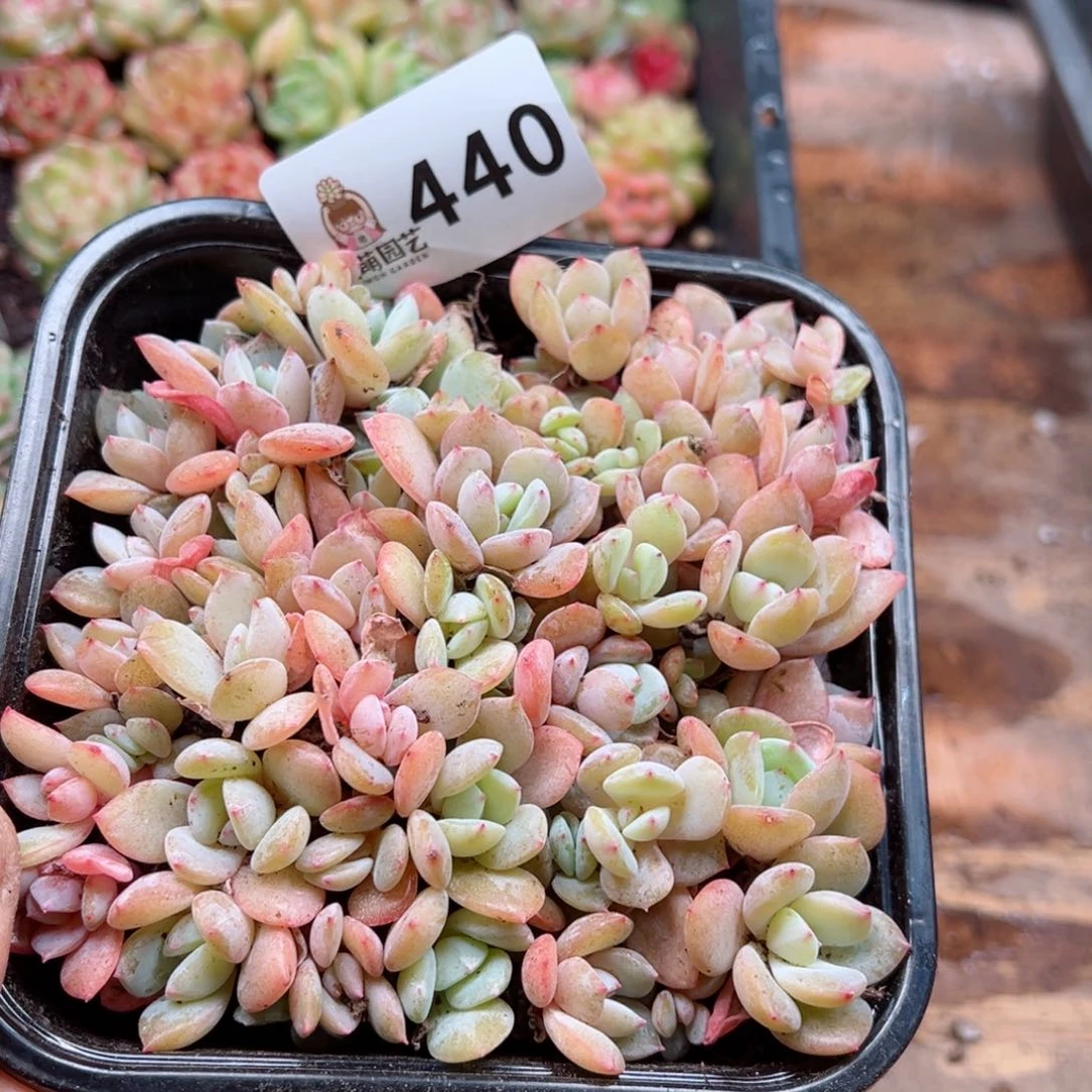 多肉植物多肉植物