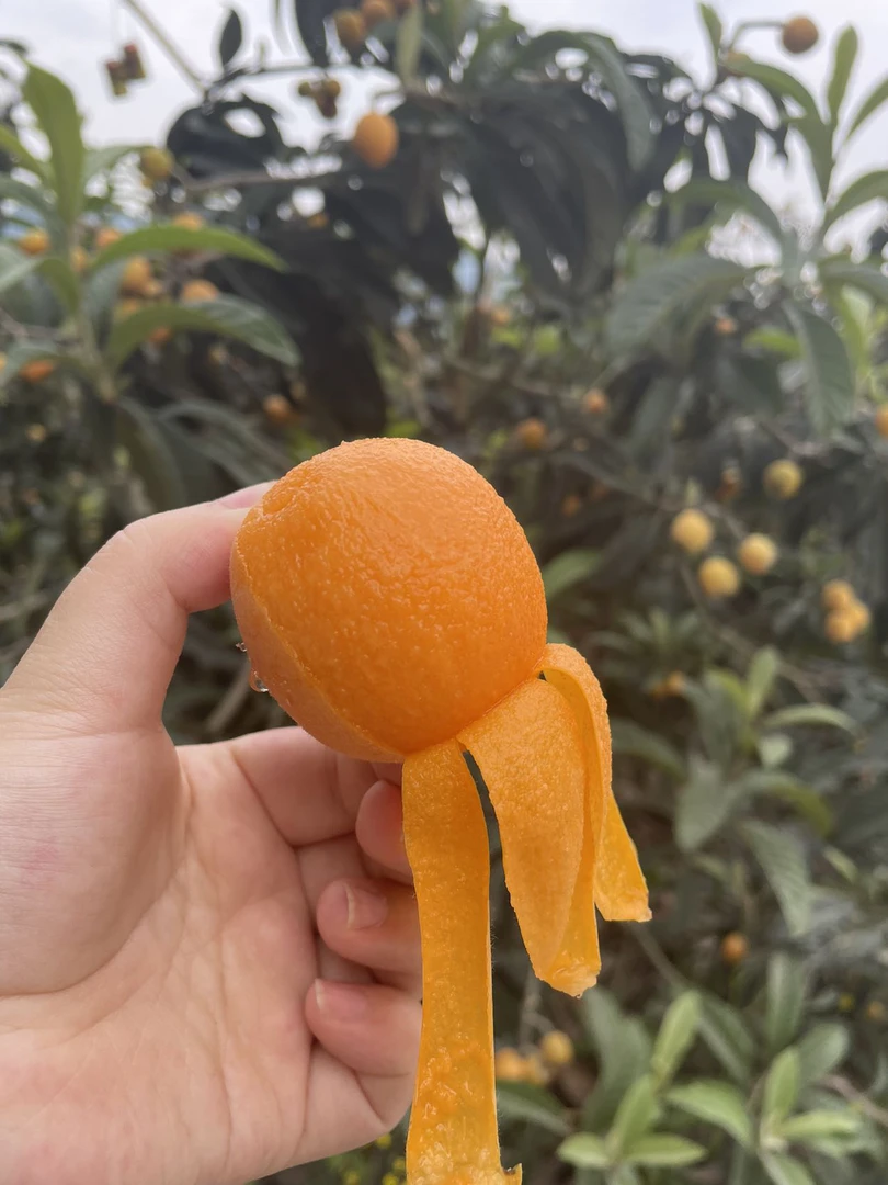 高山枇杷大五星枇杷新鲜采摘当季水果露天土枇杷甜鲜果