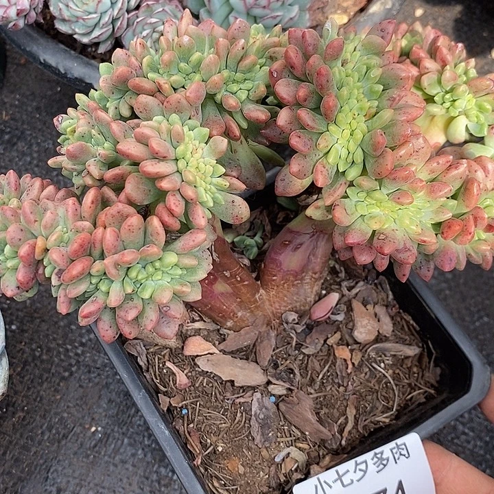 云***妹小七夕多肉香奈儿缀74