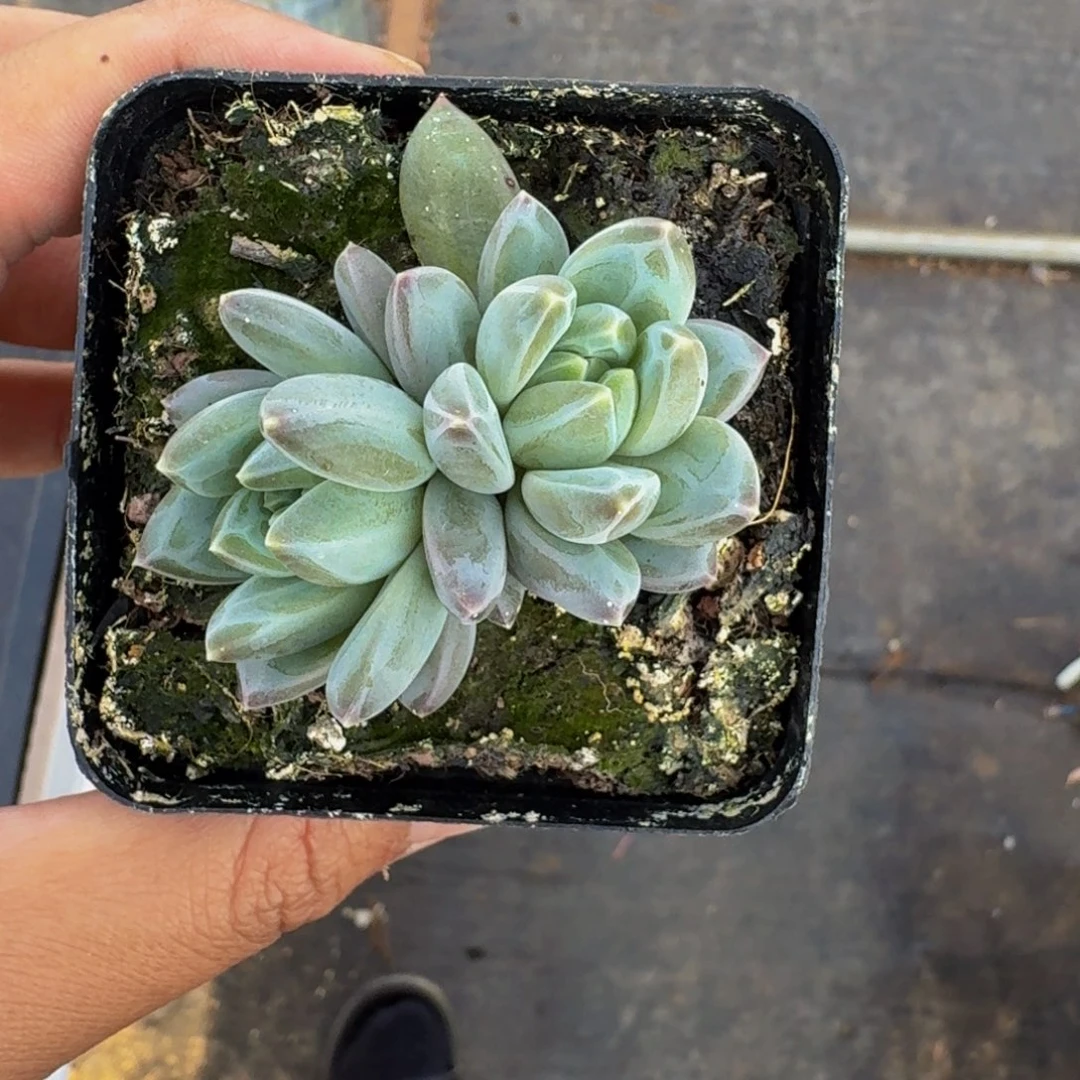 不知名 美人  一物一拍