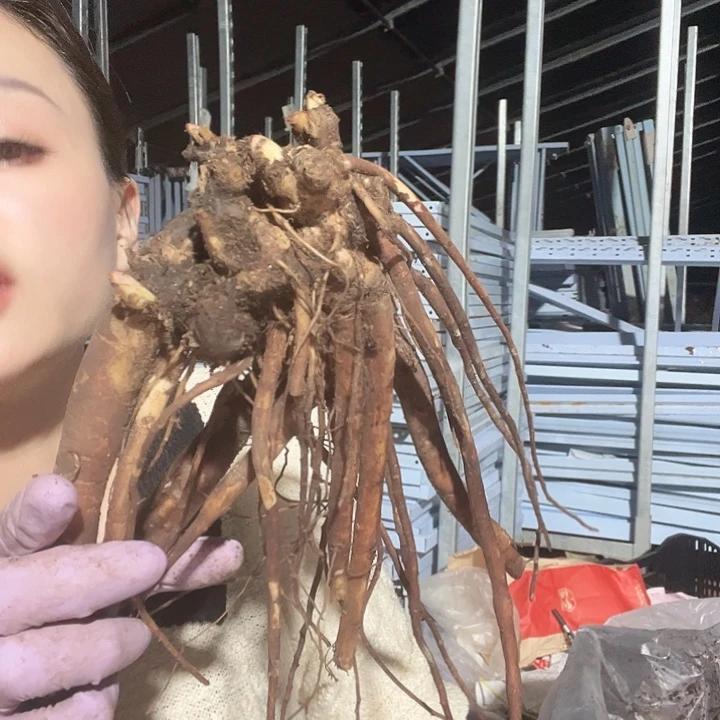 当前无花栽培后可以开花淘气鬼