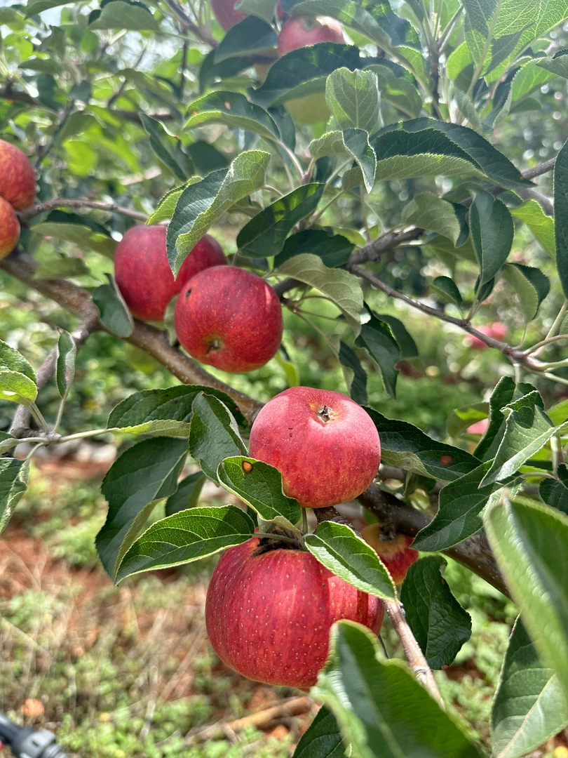 头茬现摘新鲜樱桃小苹果新鲜苹果糖心当季应季水果酸甜脆爽可口