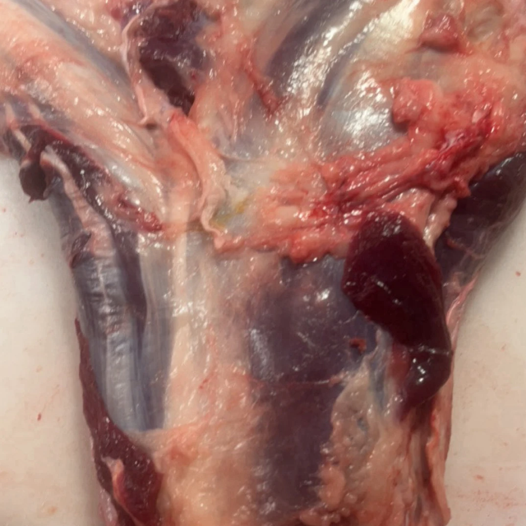 新鲜不注水牛腱子五花趾可酱卤涮火锅