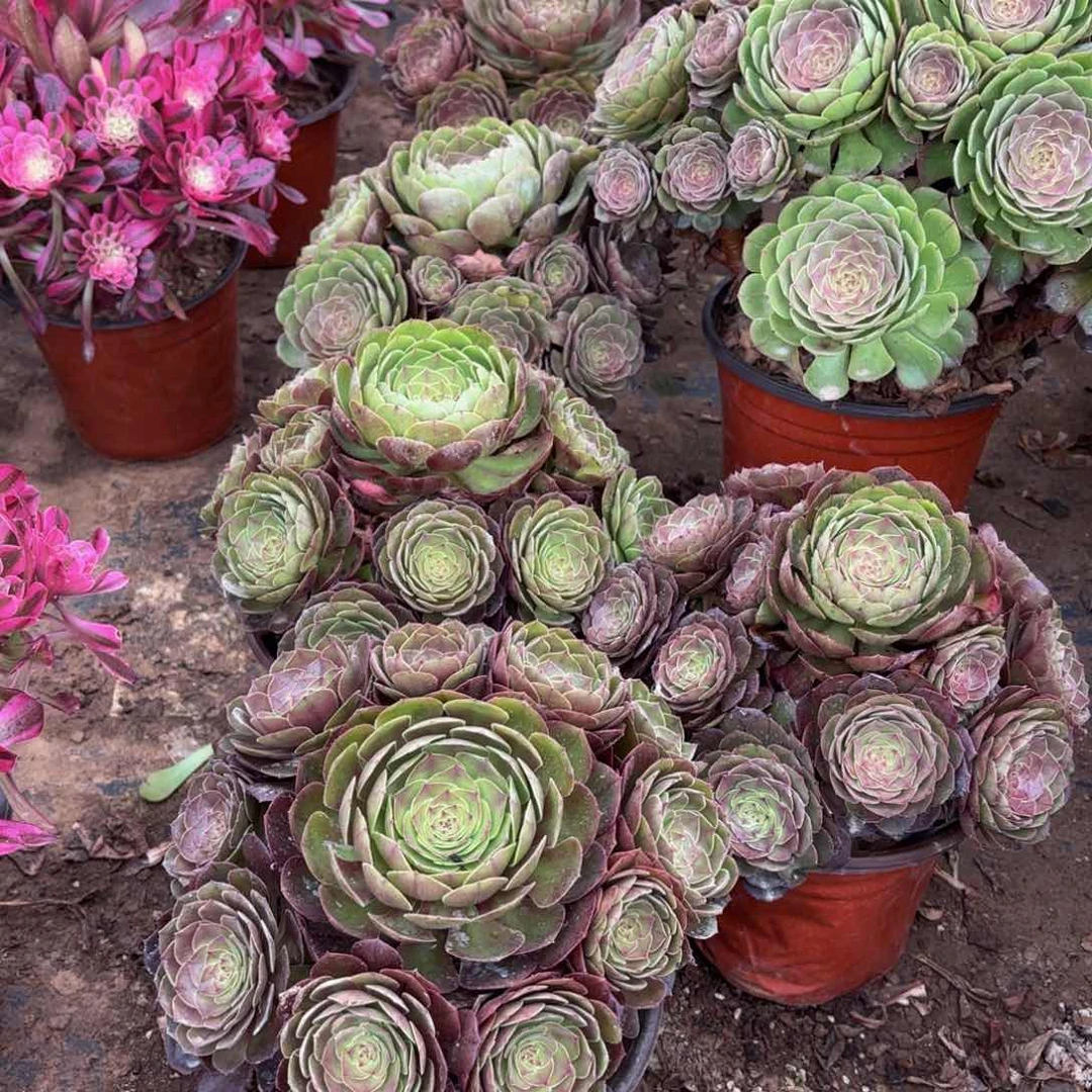 沙拉碗木质9.9法师多肉