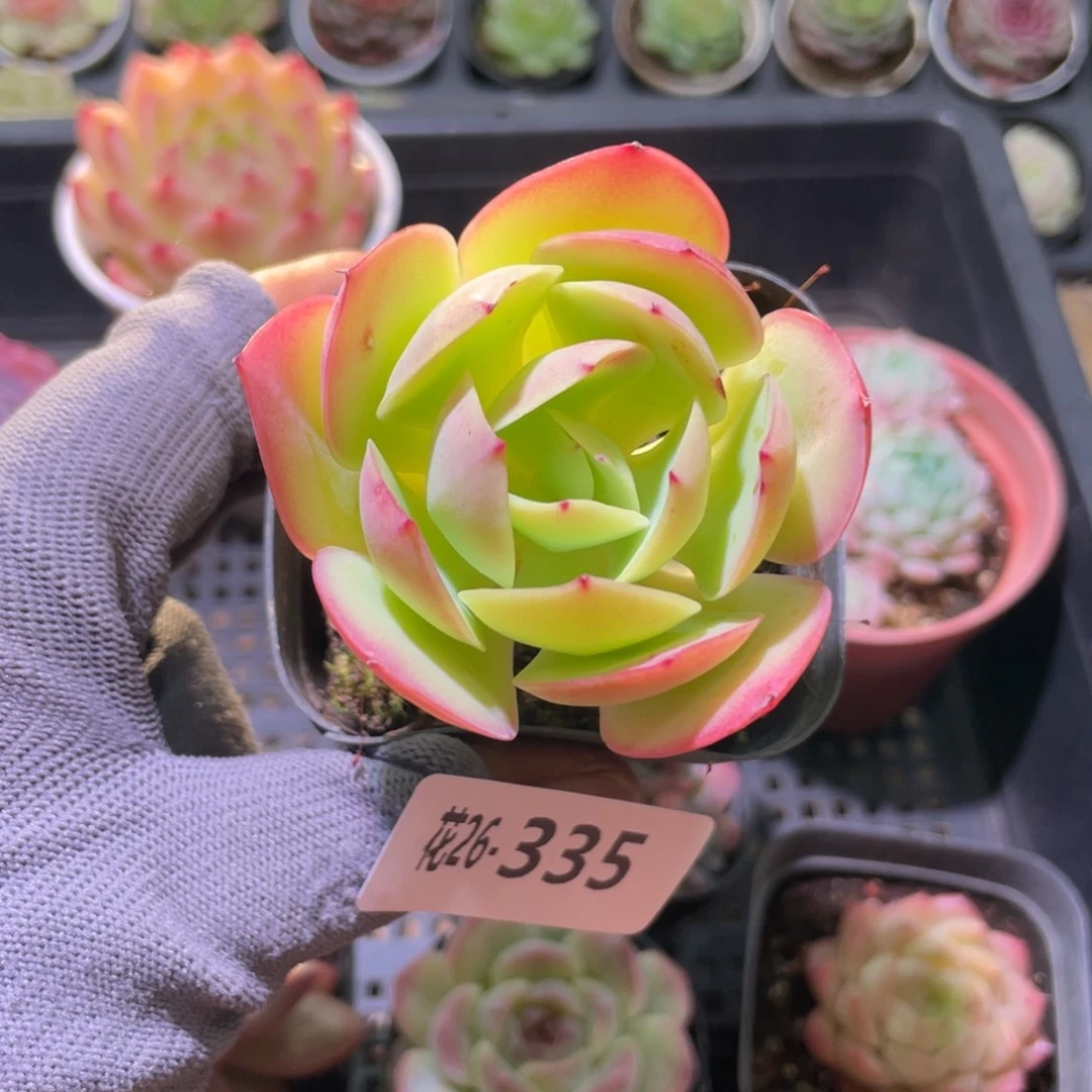 花利美26-335碧桃
