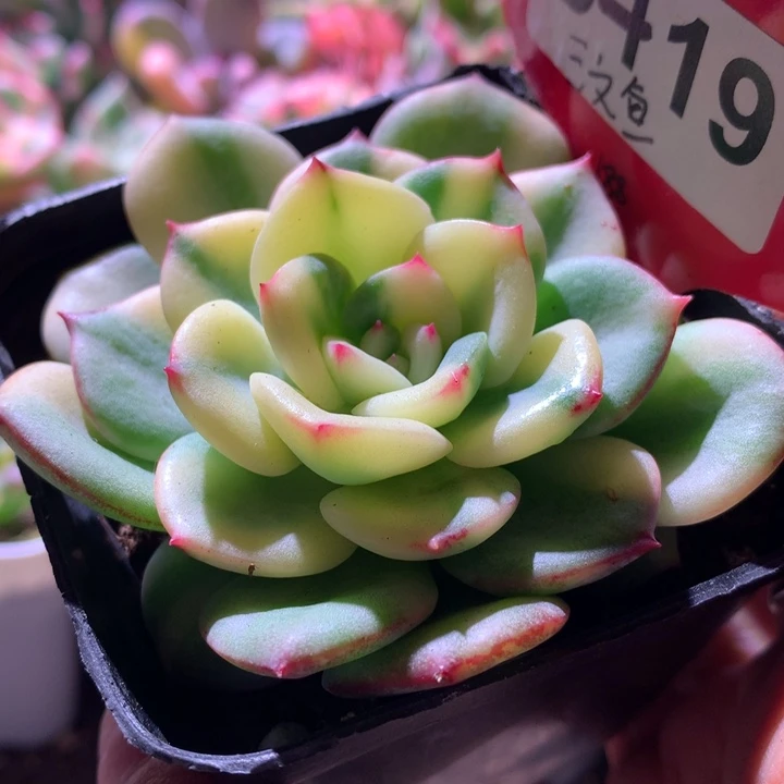 三文鱼拉丝锦有根