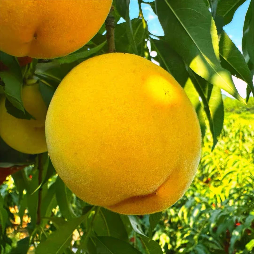 贵州黄桃5斤农家自种自然成熟现摘现发中通包邮