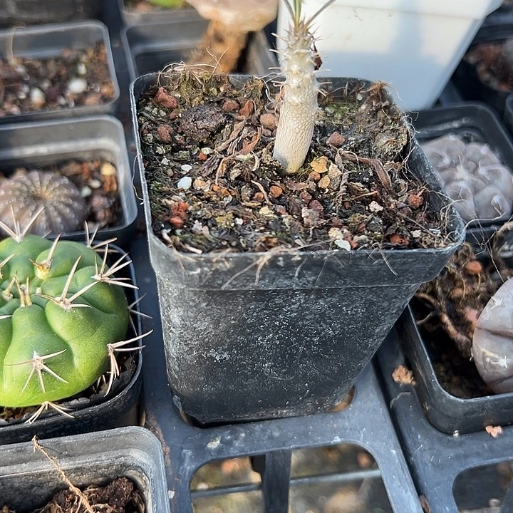 象牙宫实生，带盆，一物一拍