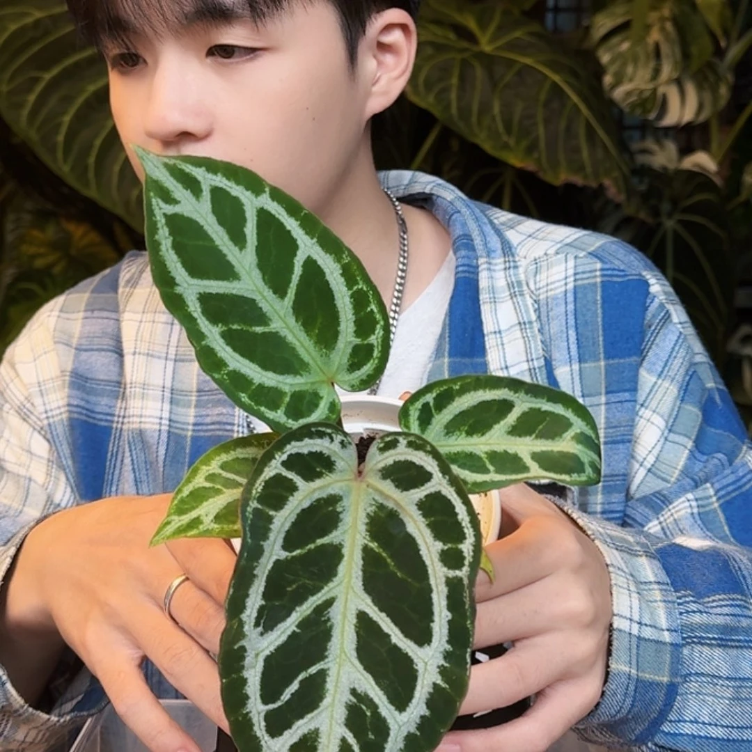 完全开放U05黑刷子杂红水晶