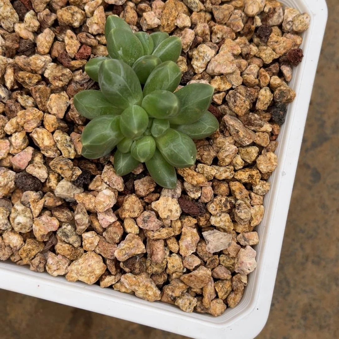 多肉植物玄女缀化