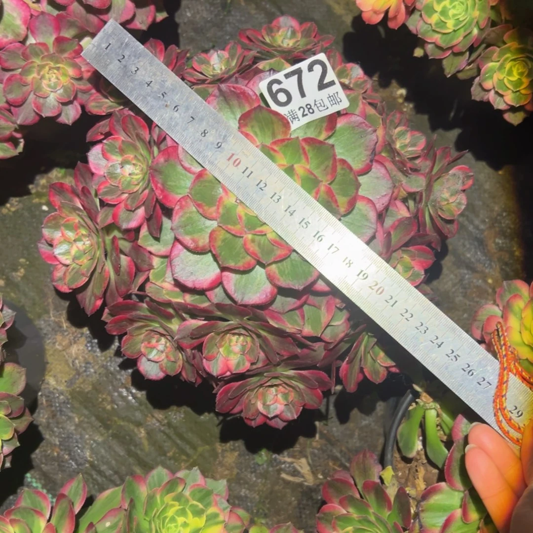 多肉植物672赤子心