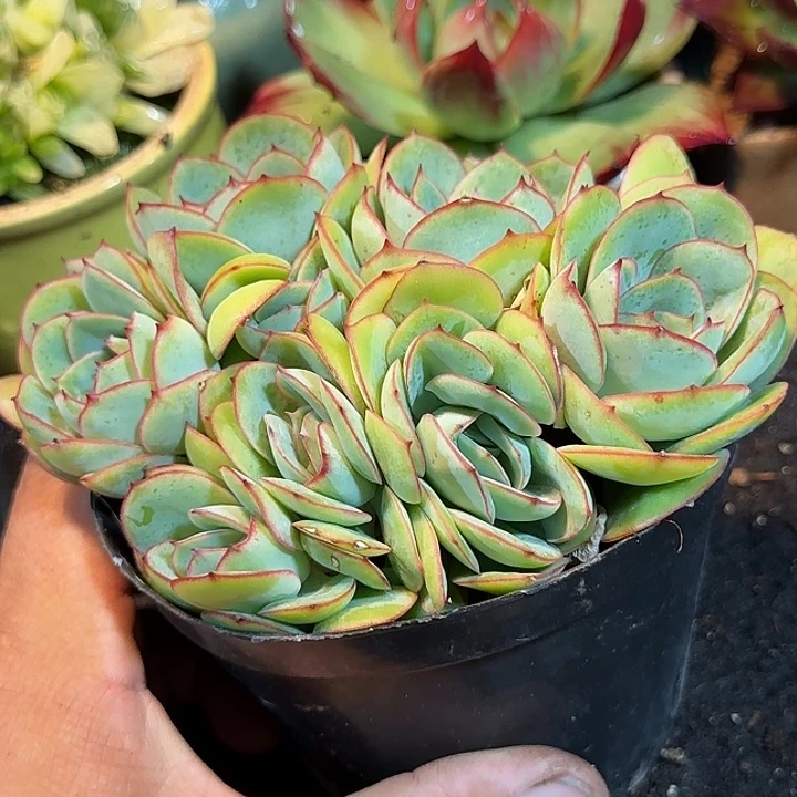 牡丹亭惊鸿一物一拍包装收缩花旱