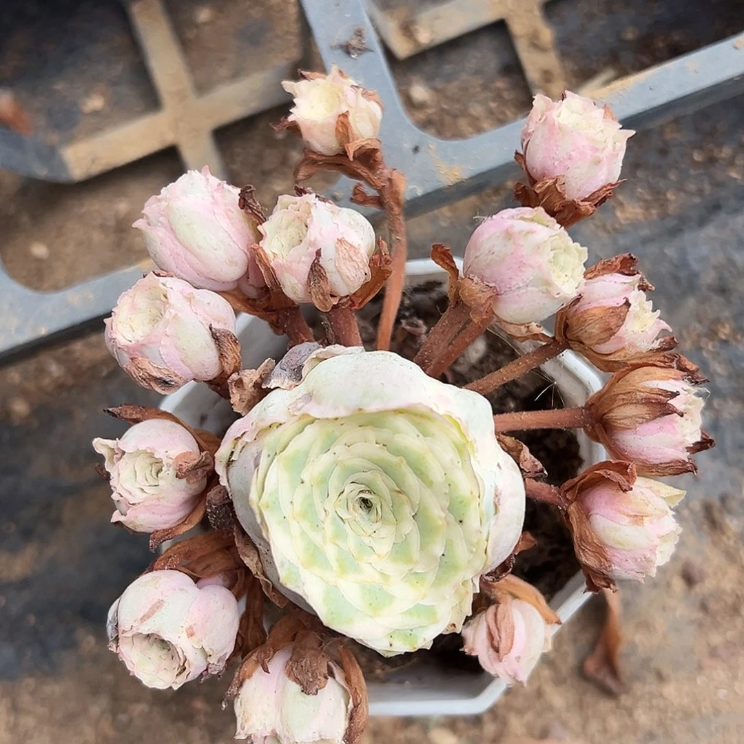 山地玫瑰锦秋夕9月11日993号