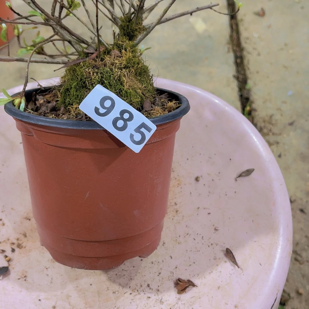 直播时间一直一个