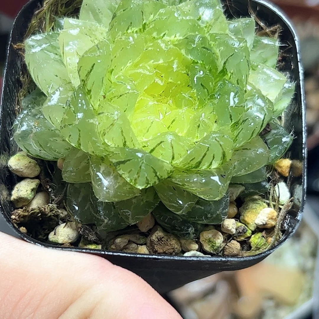 翠云锦十二卷多肉植物