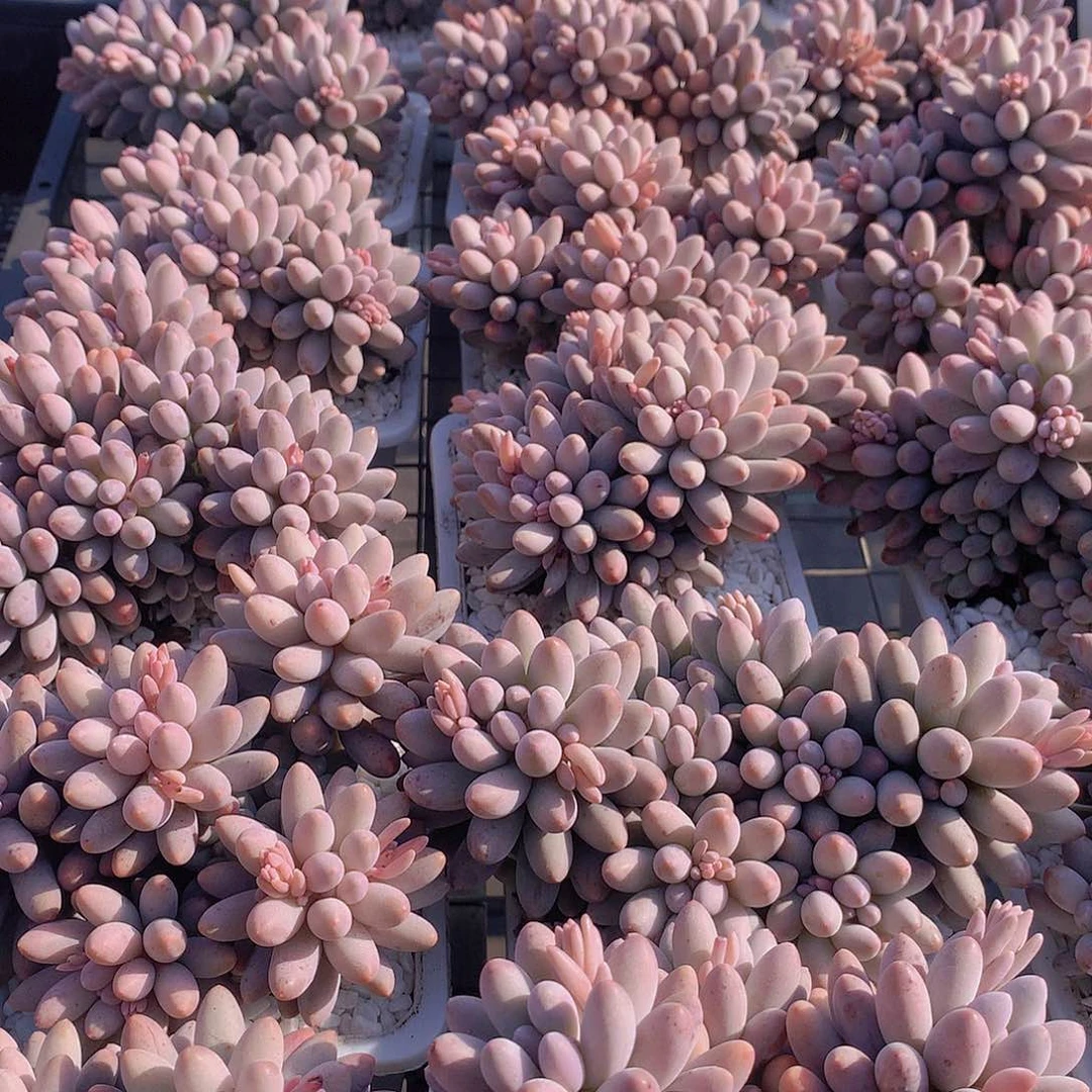 婴儿手指24567899900000