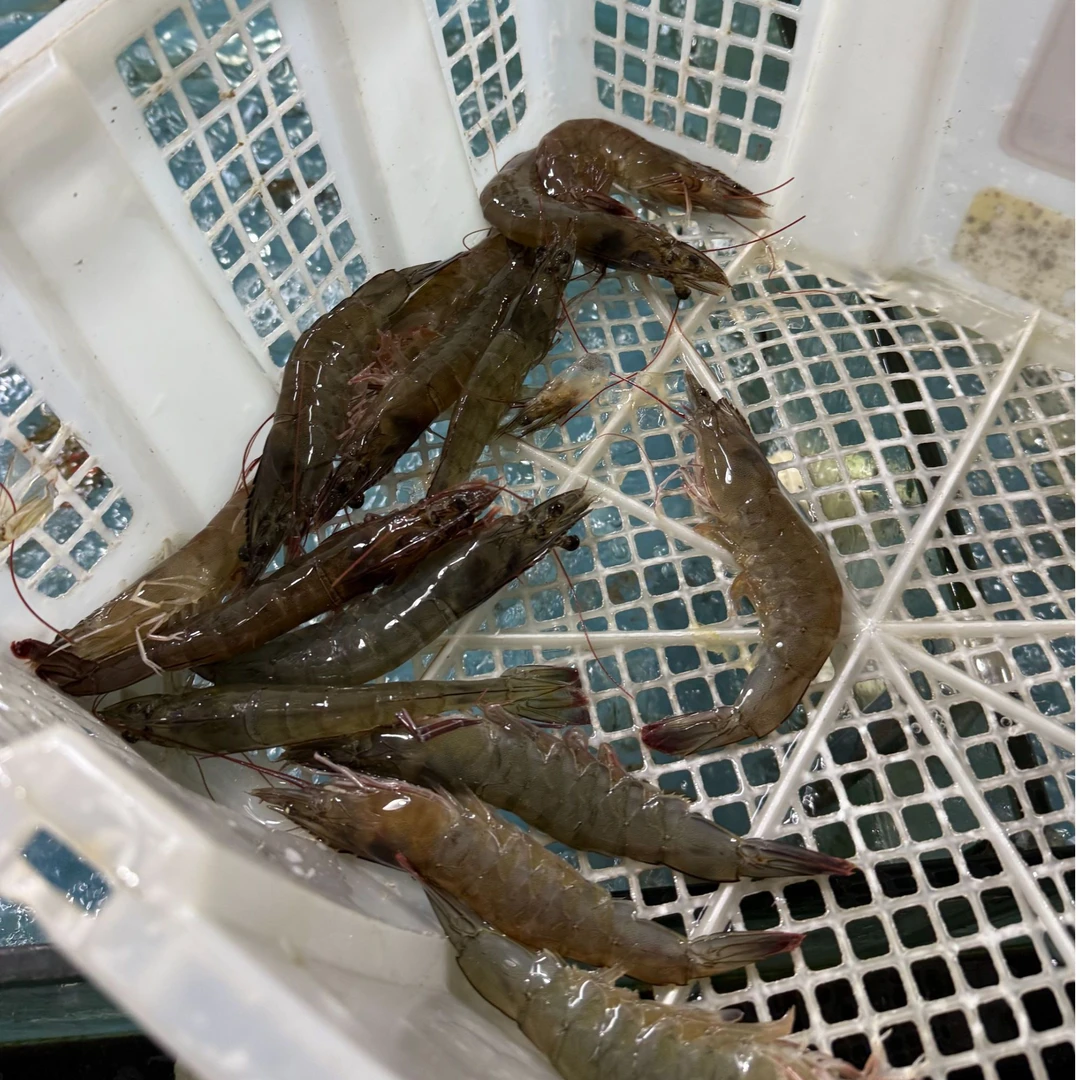 鲜活加大虾500g（送蘸料）