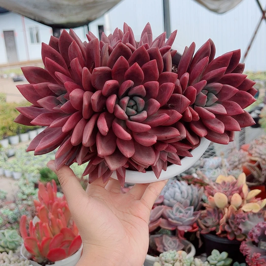 桃花源三大头起发超级大