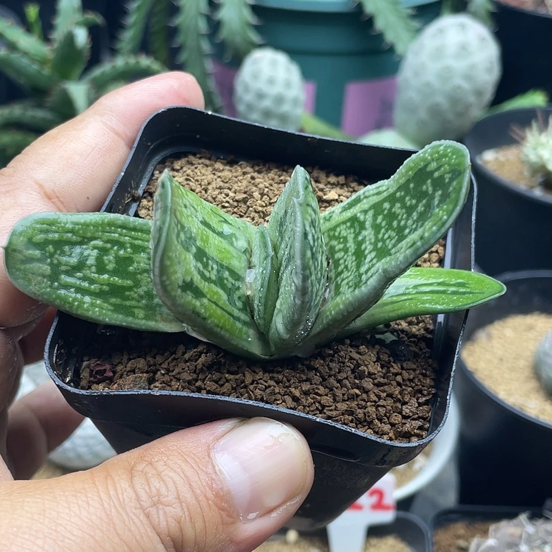 实生绿冰卧牛 脱土包邮