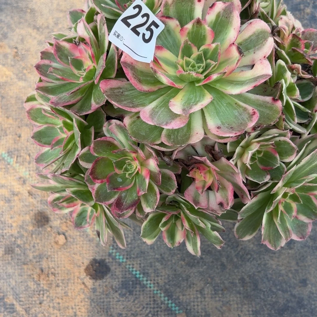 225西施38676894498