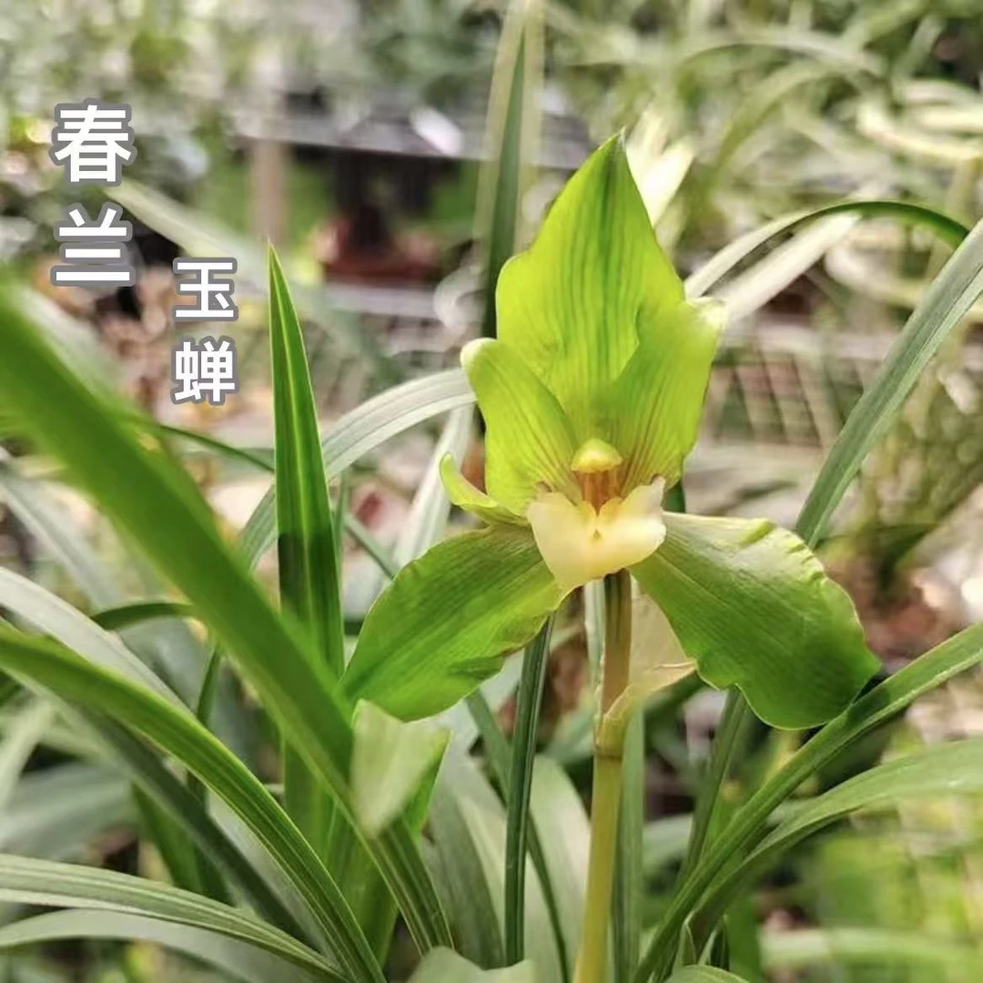 春兰【玉蝉】好养活 好开花 室内浓香绿植