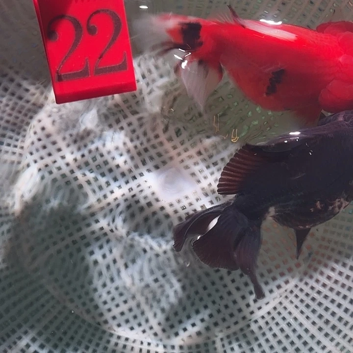 金鱼22号尺寸8-11区间