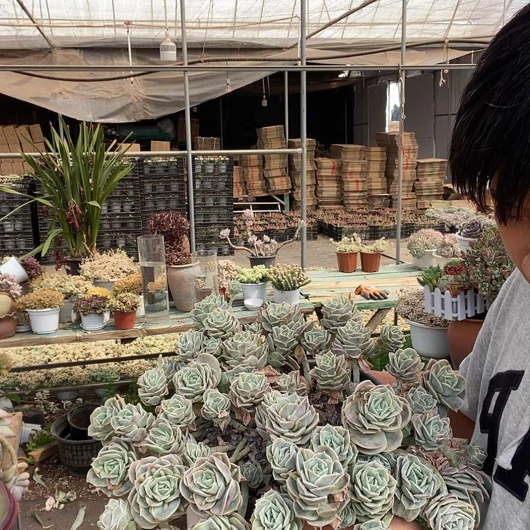 超大号巨无霸可爱玫瑰带盆土特价