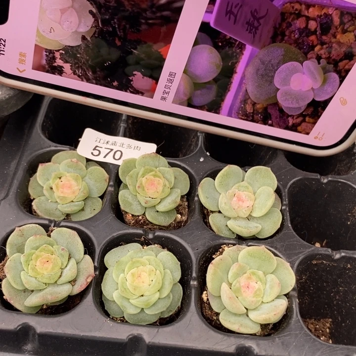 标570玉漱一个量拍