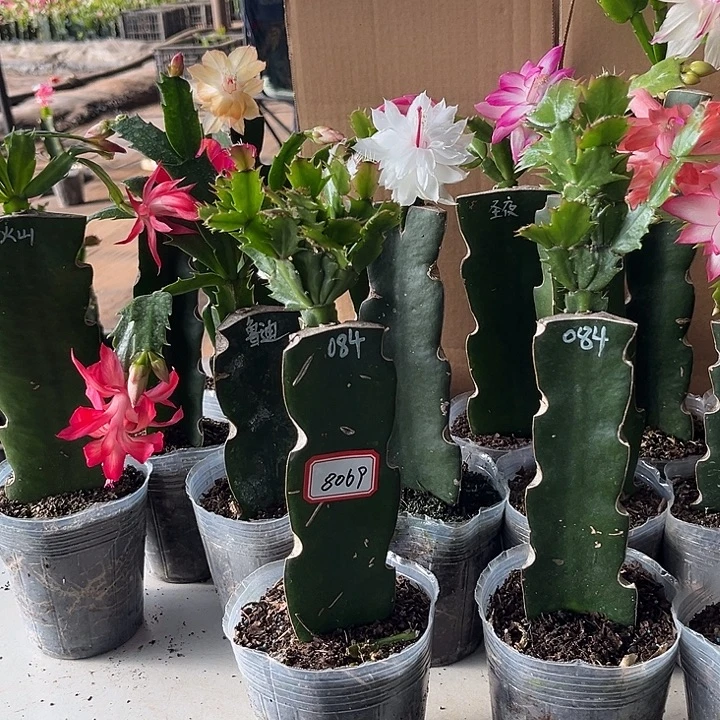 和***谐当前无花朵，栽培后可花朵084