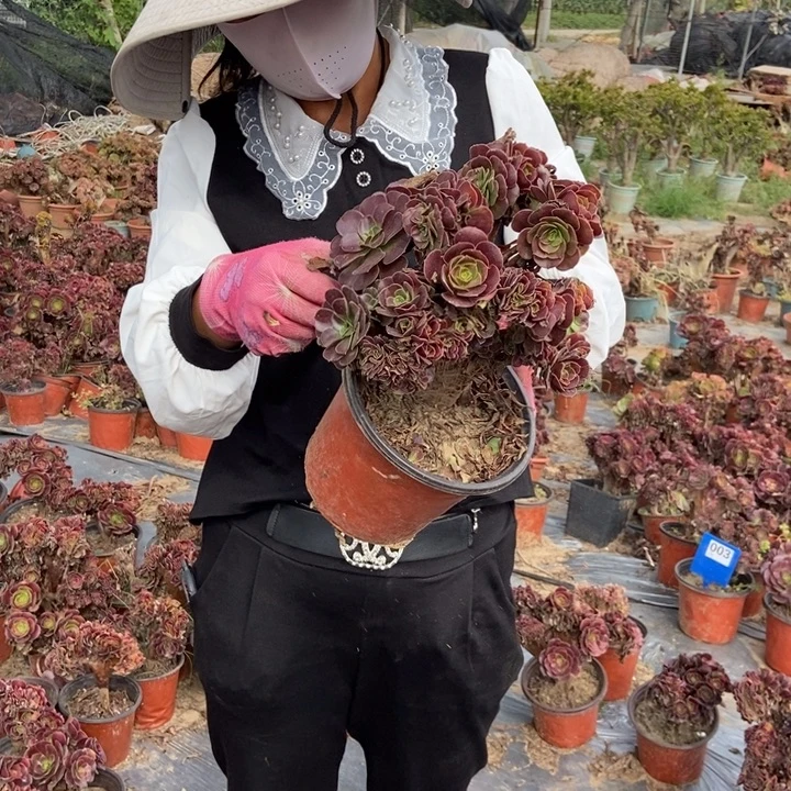 旅***”A002欧紫老桩老桩缀化