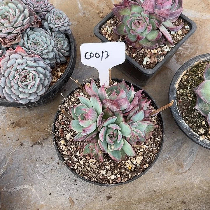 柚*茶惊鸿一物一拍C0013