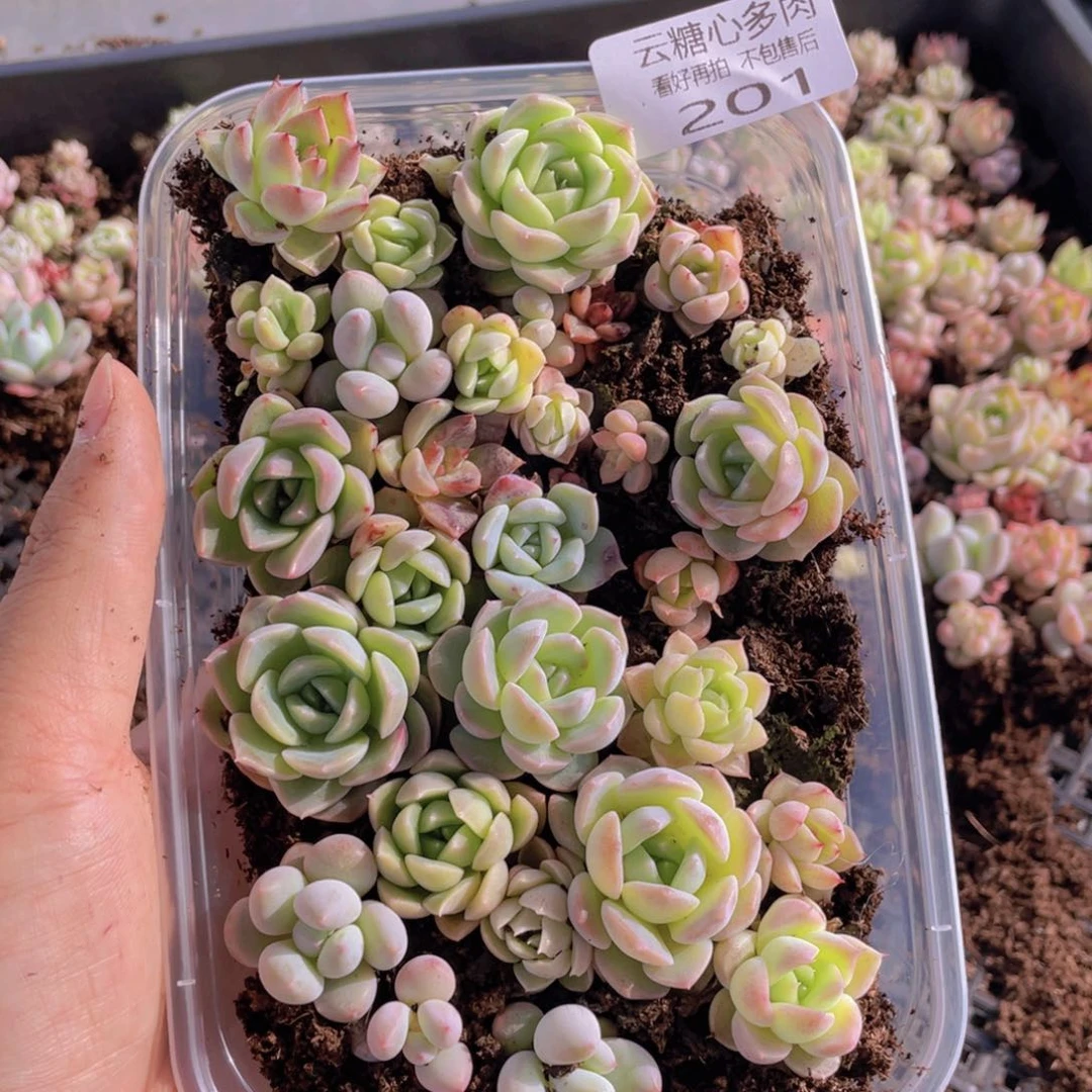 云糖心多肉植物201