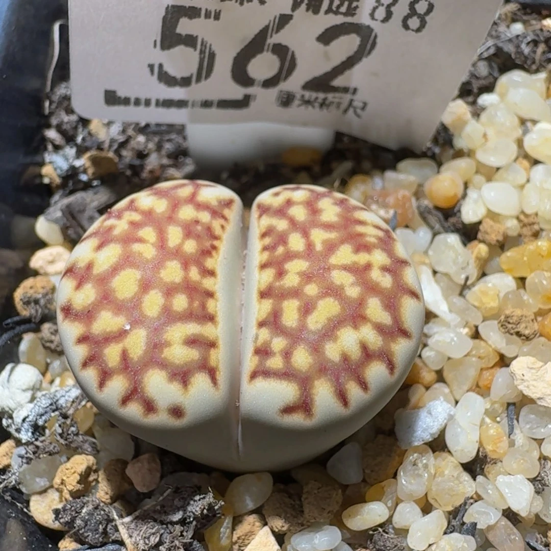Ssss精品生石花562