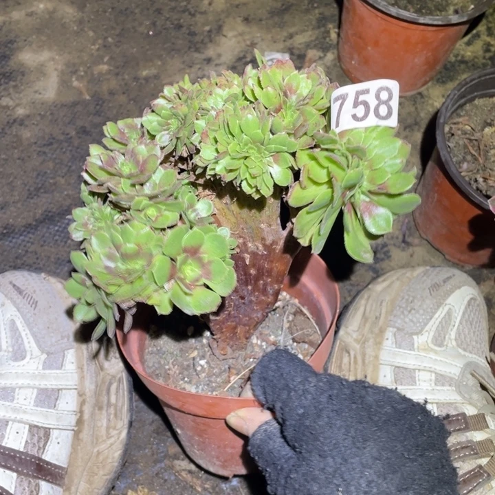 12厘米左右万缀758