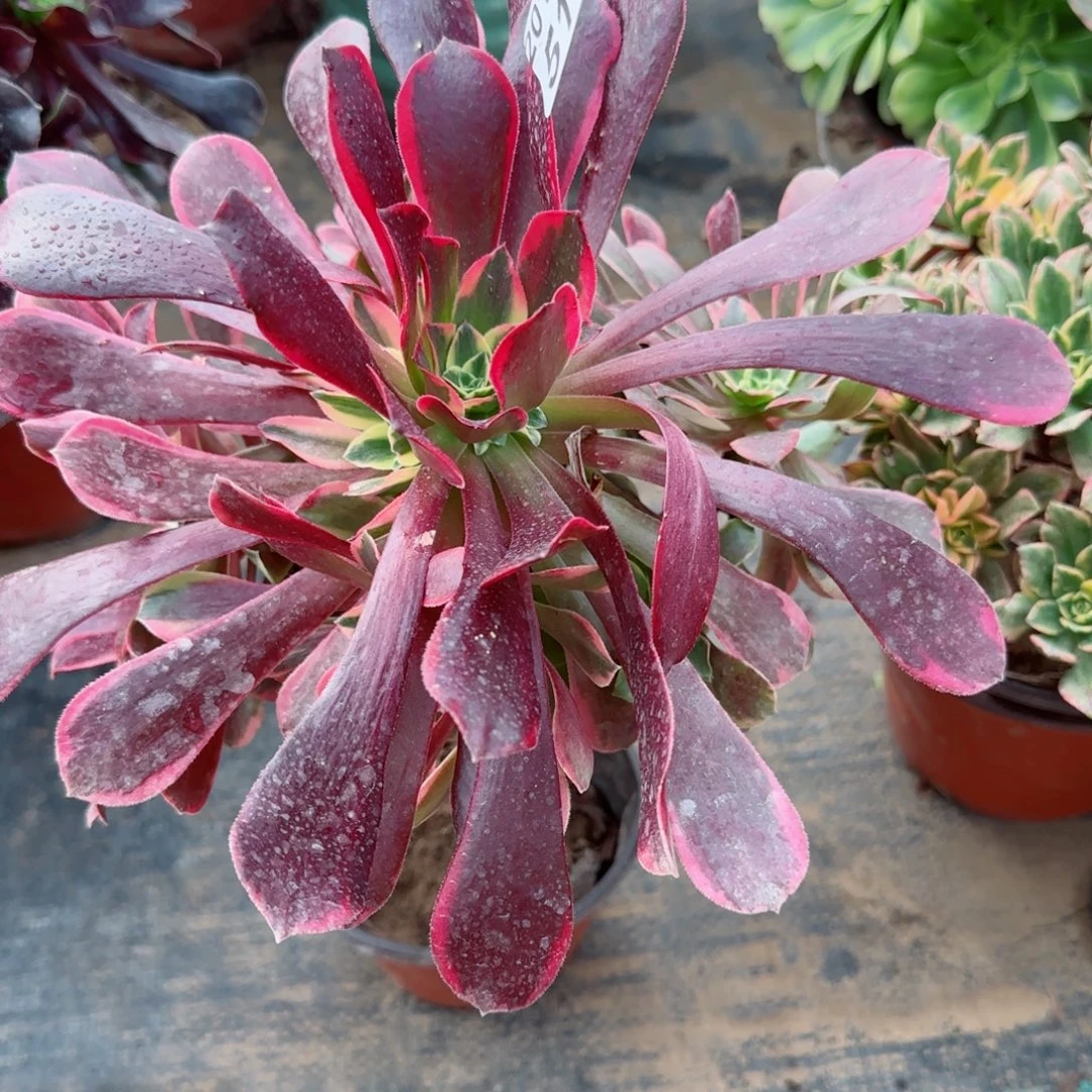 金丝513满20包邮断枝不包