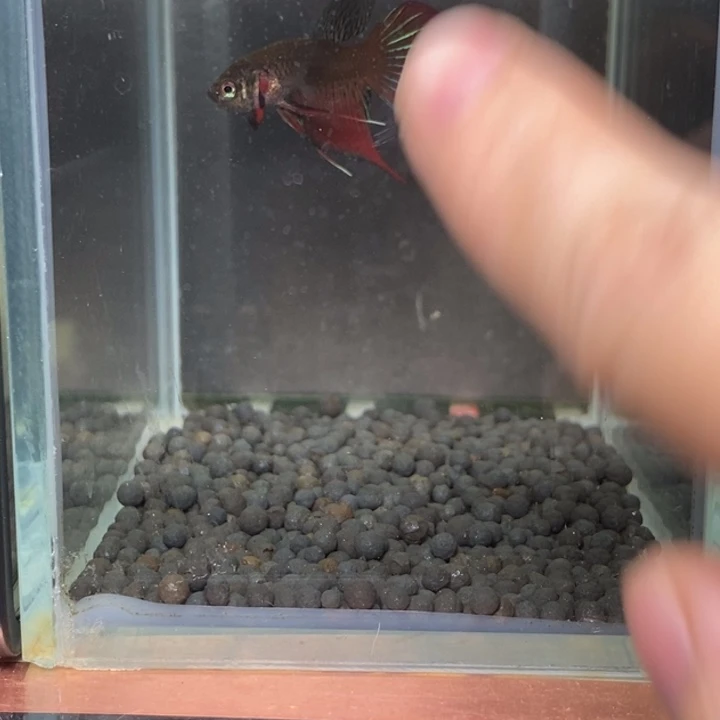 斗鱼泰国斗鱼508号