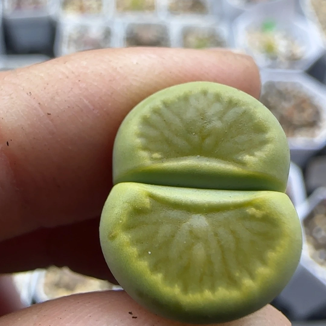 327 清框福利30包邮