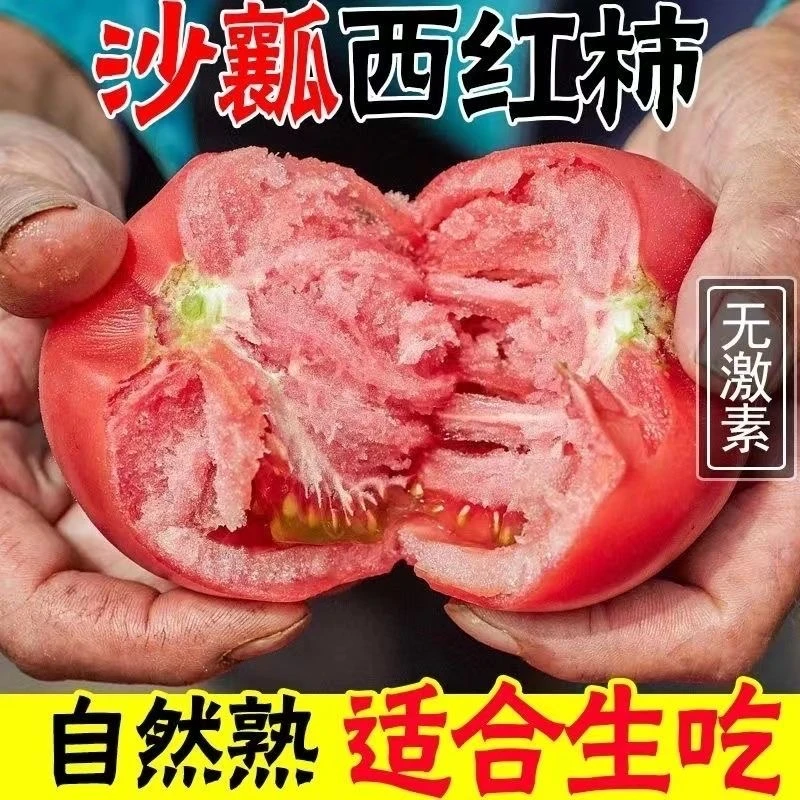 甘肃沙漠水果西红柿沙瓤粉果自然成熟新鲜采摘