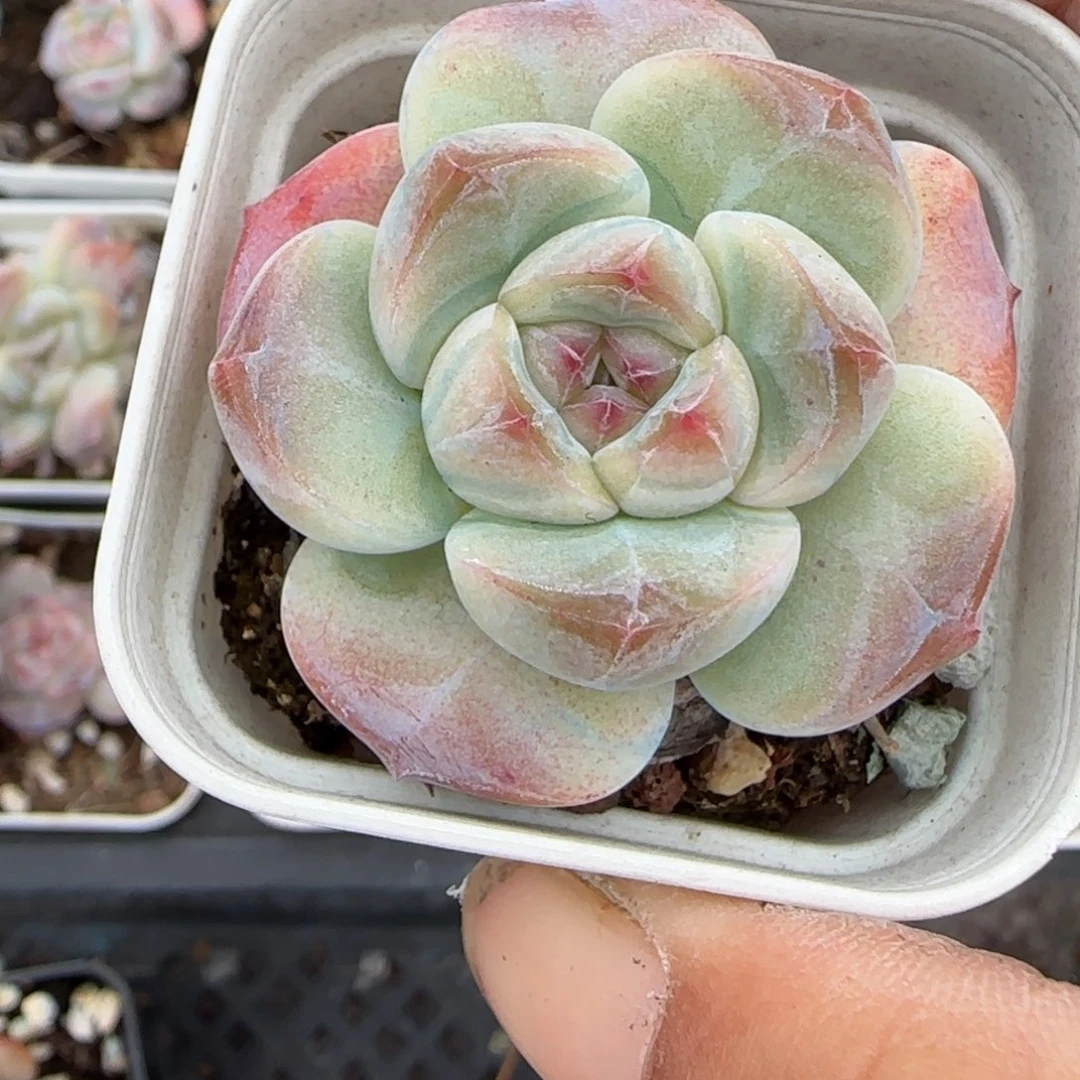 小卡拉米糖心一物一拍