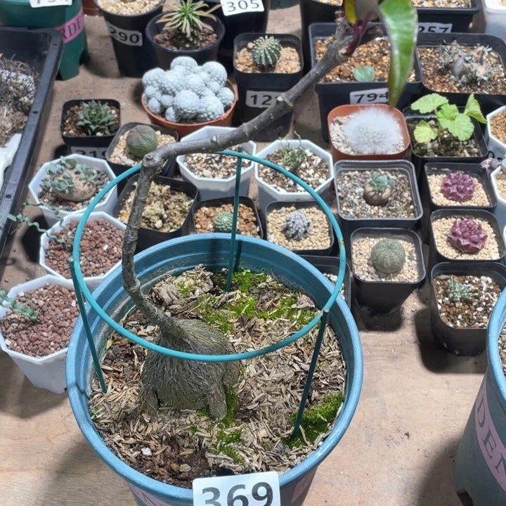 369紫背箩魔块根