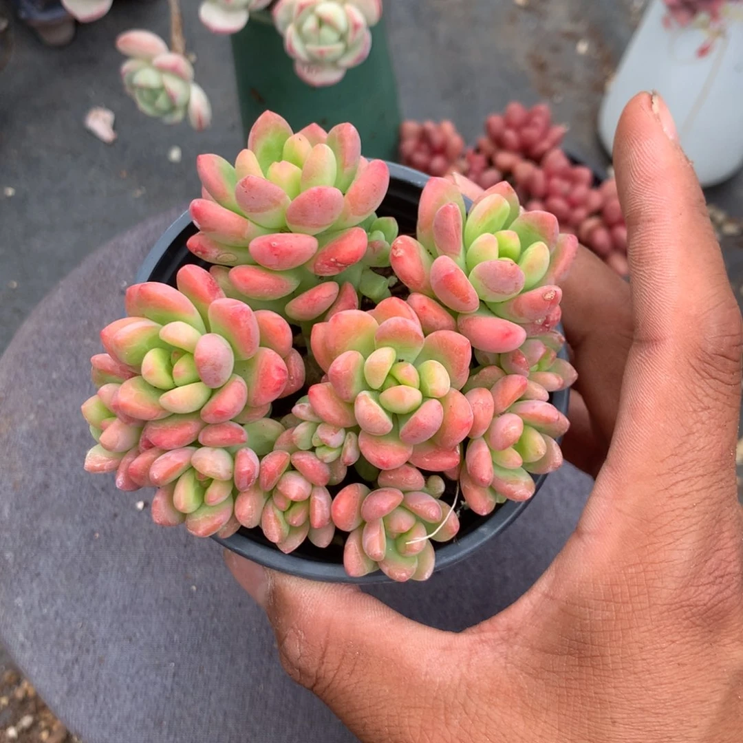 你要吃就去拿去咯你